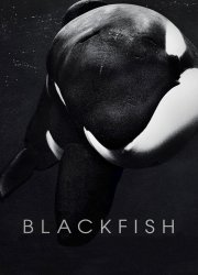 Watch Blackfish