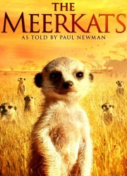 Watch The Meerkats