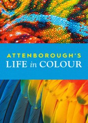 Watch Life in Colour